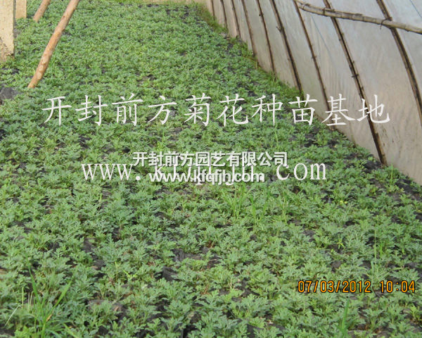 開(kāi)封前方園藝——菊花種苗廠家直銷